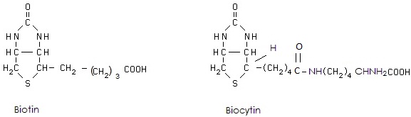 biotin and biocytin